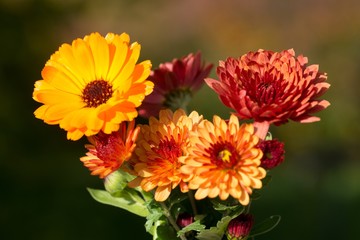 Herbstastern - Astern im Oktober