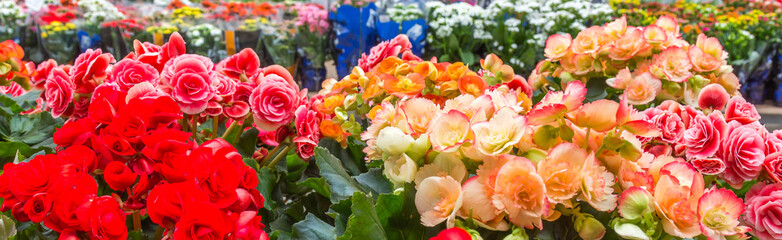 Fundo colorido com flores.