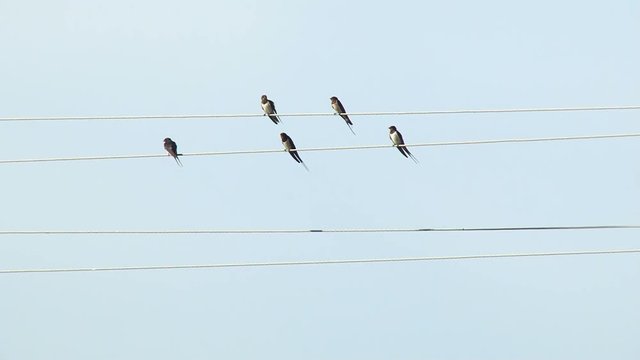 Flock of Martin Birds on the Wire