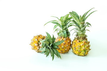 Small pineapple or Phu Lae pineapple isolated on white background the famous fruit from Chiang Rai,Thailand