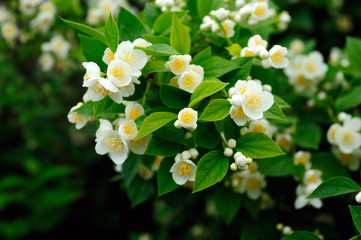 white flowers.soft focus