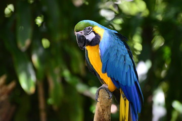 Tropical Parrot