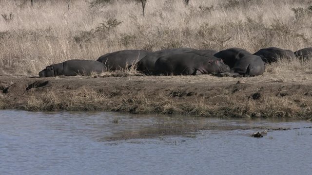 Pod of hippopotamuses sleeping on the river bank in the warm sunshine.