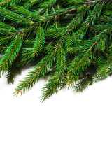 Christmas card with fir tree branch isolated on white background