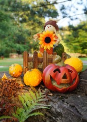 Small decorative pumpkins - as an autumn decoration for Halloween
