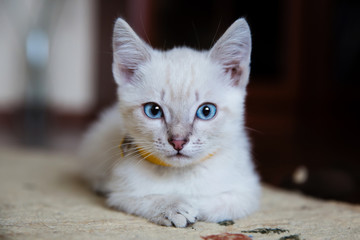 Grey kitten with blue eyes resting on the floor