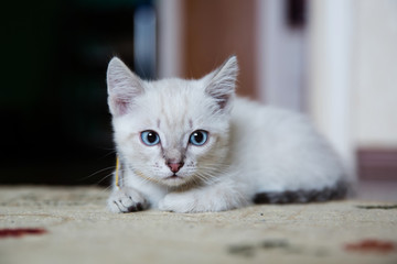 Grey kitten with blue eyes resting on the floor