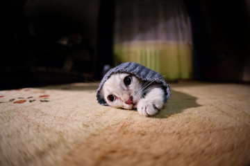 Grey kitten into the jacket sleeve