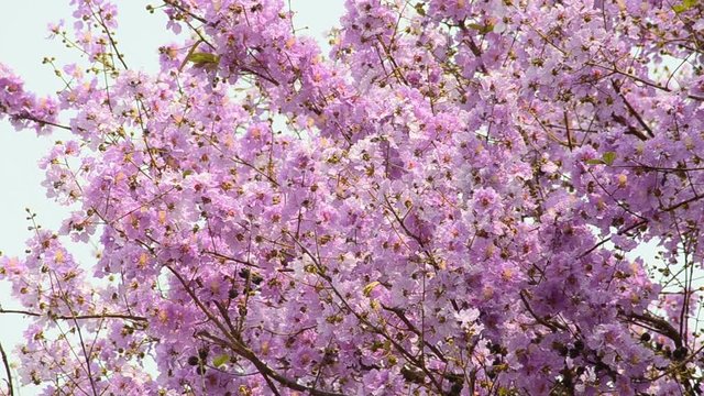 Inthanin or Queen crape myrtle