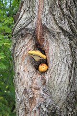 False honey agaric - toxic or inedible mushrooms, edible mushrooms similar
