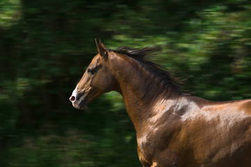  Portrait of the brown Akhal-Teke stallion