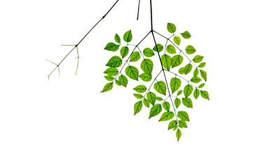 Leaves on a white background