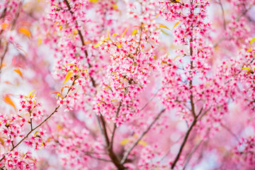 Obraz na płótnie Canvas Cherry Blossom or Sakura flower on nature background