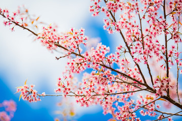 Cherry Blossom or Sakura flower on nature background