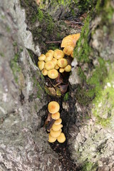 False honey agaric - toxic or inedible mushrooms, edible mushrooms similar