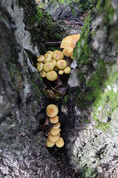 False honey agaric - toxic or inedible mushrooms, edible mushrooms similar