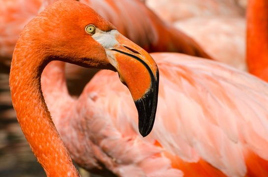 Fototapeta Portrait of pink flamingo