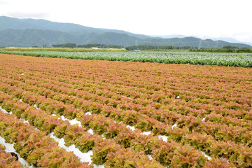 Red lettuce