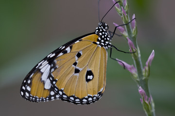 Papillon