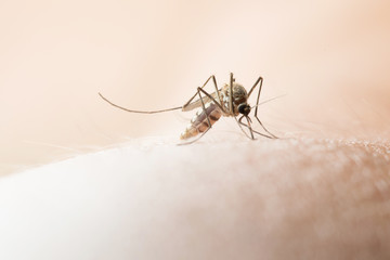 Mosquito sucking blood on human skin.   
