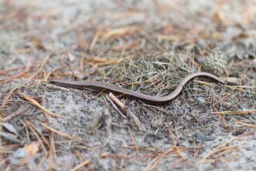 Coiled Copperhead snake