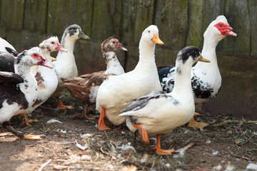 Chicken and cock on farm. Rustic theme..Geese and chickens