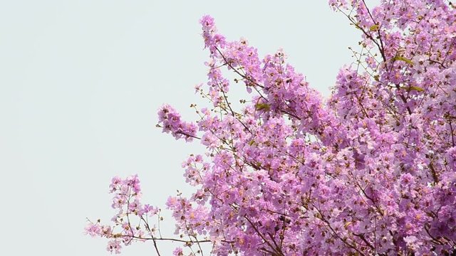 Inthanin or Queen crape myrtle
