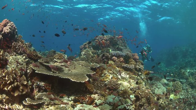 Colorful coral reef with a diver and plenty fish. 4k footage