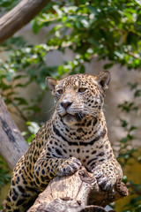 Fototapeta na wymiar Jaguar on a branch.