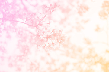 Sakura in pink as background
