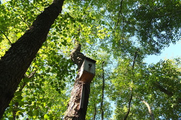 Скворечник © iuliiia