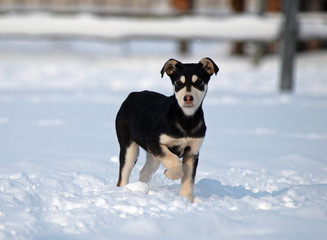 Puppy in deep snow in frosty winter day