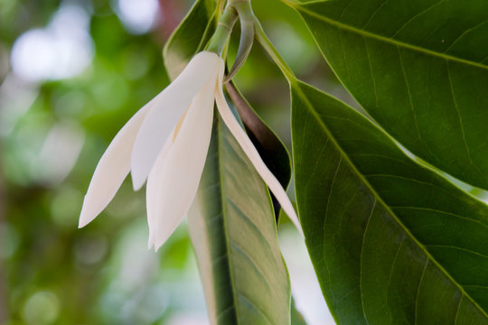 Champaka beautiful and aroma flower on the tree
