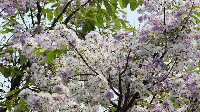 Inthanin or Queen crape myrtle
