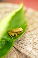 miniture frog in leaf