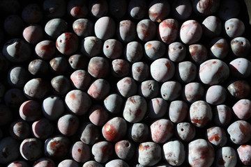 Freshly collected ripe blue plums organized in rows for transportation in the autumn garden