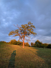 Single tree by the road, lit by the first rays of the rising sun, with the shadow of the person...