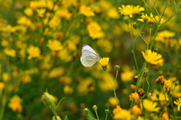 Fototapeta premium White butterfly in yellow flowers background