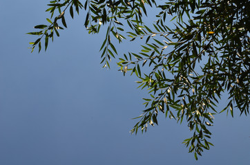 tree leaf on the sky background