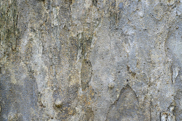 Tree bark texture