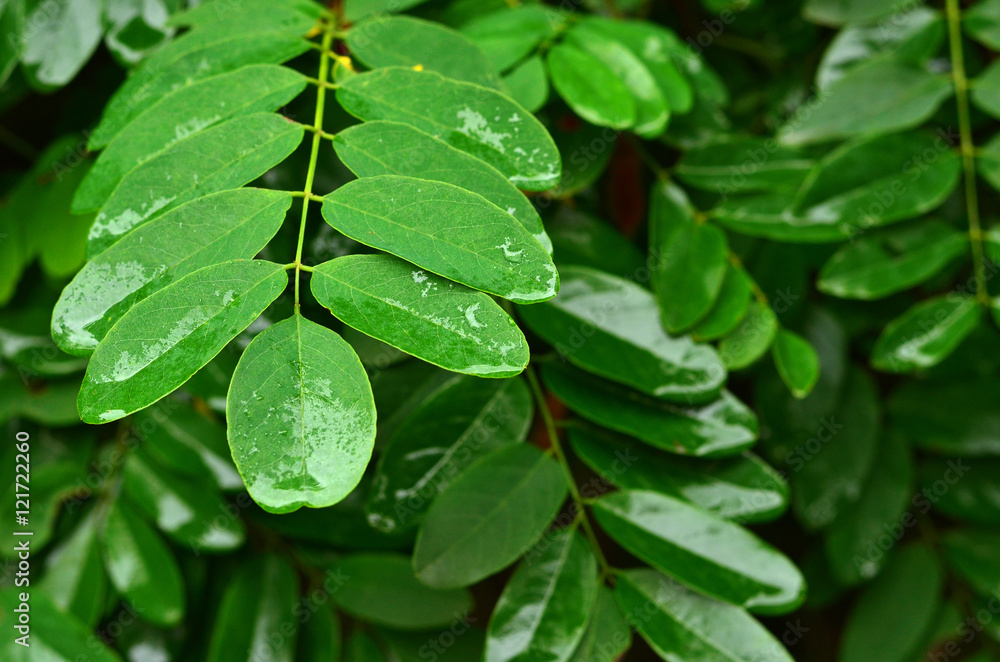 Wall mural green leaf texture. acacia leaves wet from rain