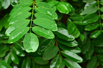 Green leaf texture. Acacia leaves wet from rain