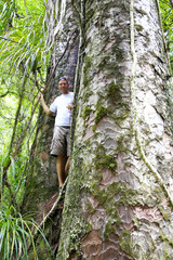 Naklejka na ściany i meble Young man standing between two giant trees in Kauri forests