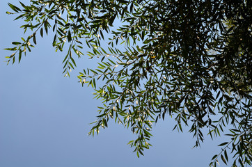 tree leaf on the sky background
