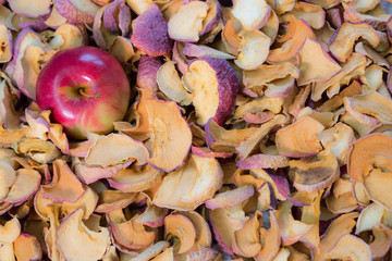 Dried and Mature fruit of Apple trees