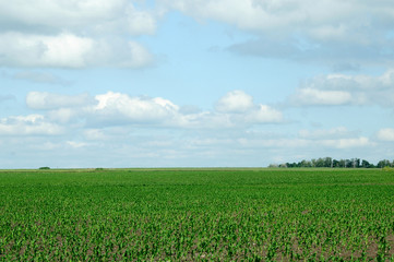 Fototapeta na wymiar rural landscape. bright juicy green of the fields. grow a new crop.photo toned