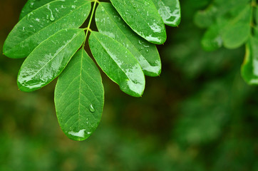 Fototapeta na wymiar Leaf texture background. Acacia leaf with raindrops. Green leaf with water drops, macro, nature background
