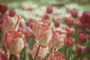 Pink colored tulips