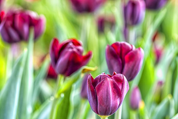 Dark tulips