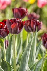 Dark red tulips